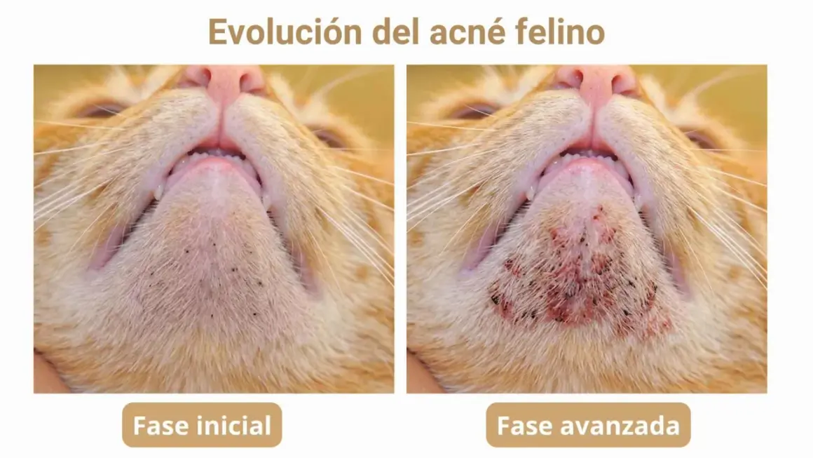 Evolución del acné felino: fase inicial con puntos negros y fase avanzada con inflamación y costras. Busca un tratamiento casero para el acné felino.