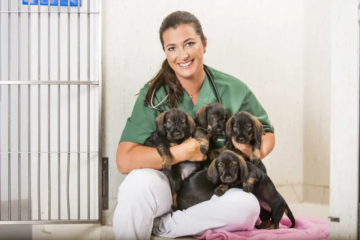 En glad veterinär håller fem valpar. Ett hund jobb som ger glädje!