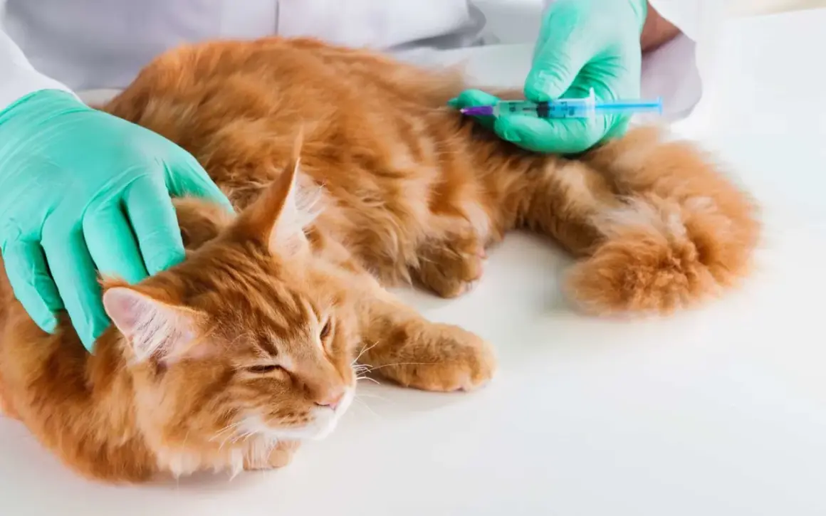 Un vétérinaire administre une injection à un chat roux. La question "combien de temps peut vivre un chat avec une tumeur" préoccupe les propriétaires.