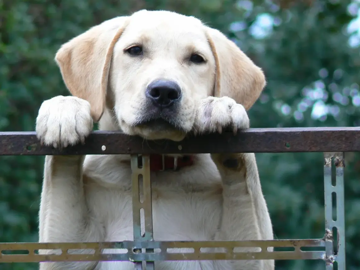 Jaka karma dla szczeniaka labradora? Poradnik eksperta!