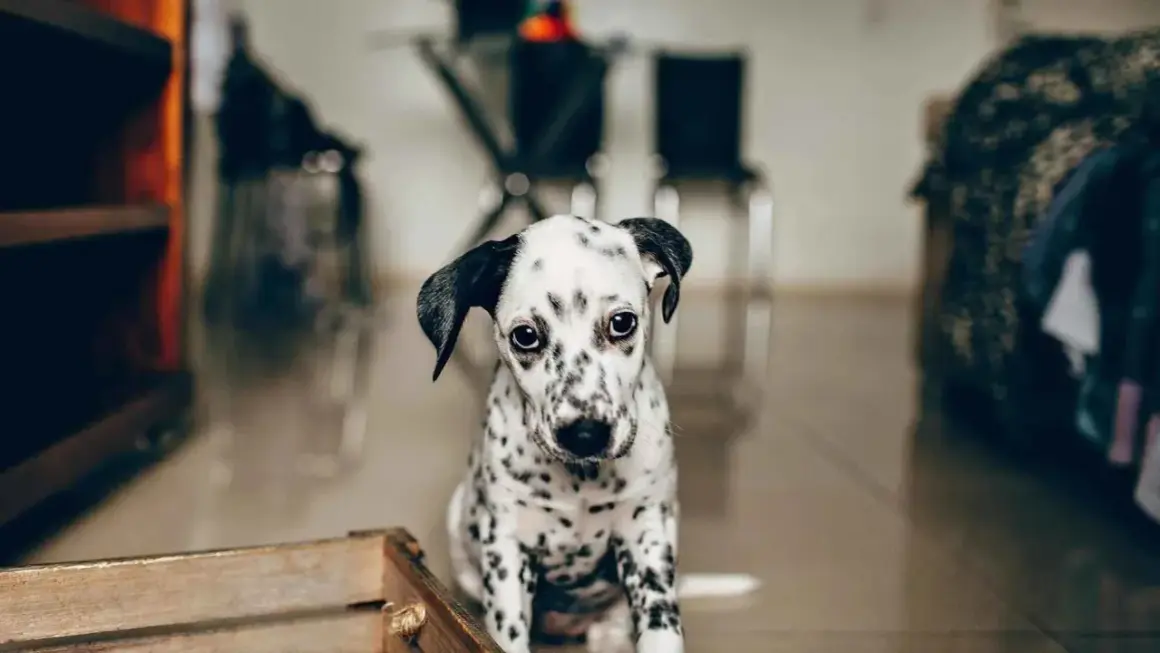 Un cachorro dálmata con mirada triste, quizás sufriendo de ansiedad por separación en perros.