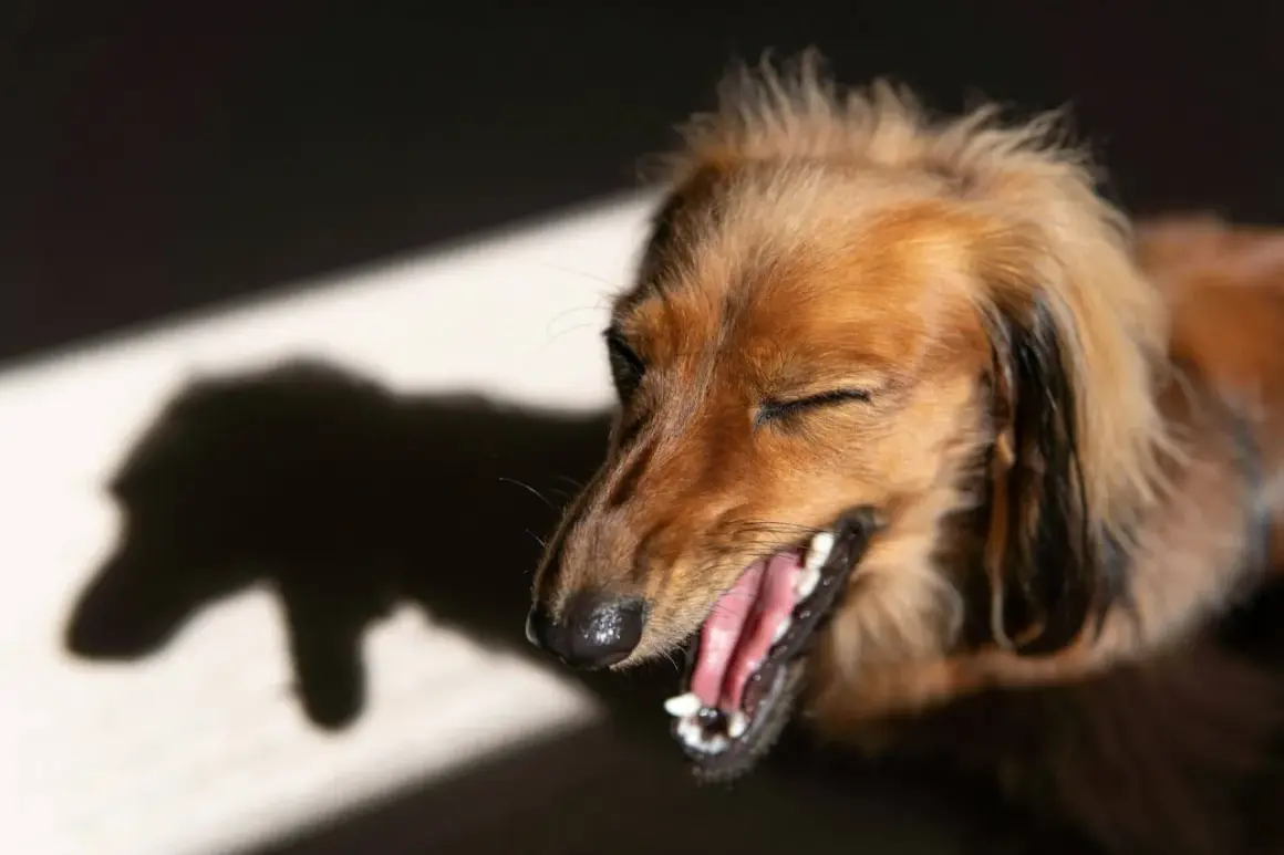En brun långhårig hund med ögonen stängda och munnen öppen, som om den hostar. Skuggan av hunden syns till vänster.
