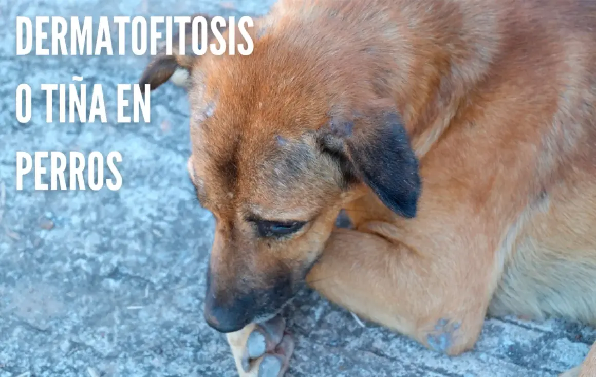 Perro con lesiones cutáneas visibles, indicativas de tiña en perros.