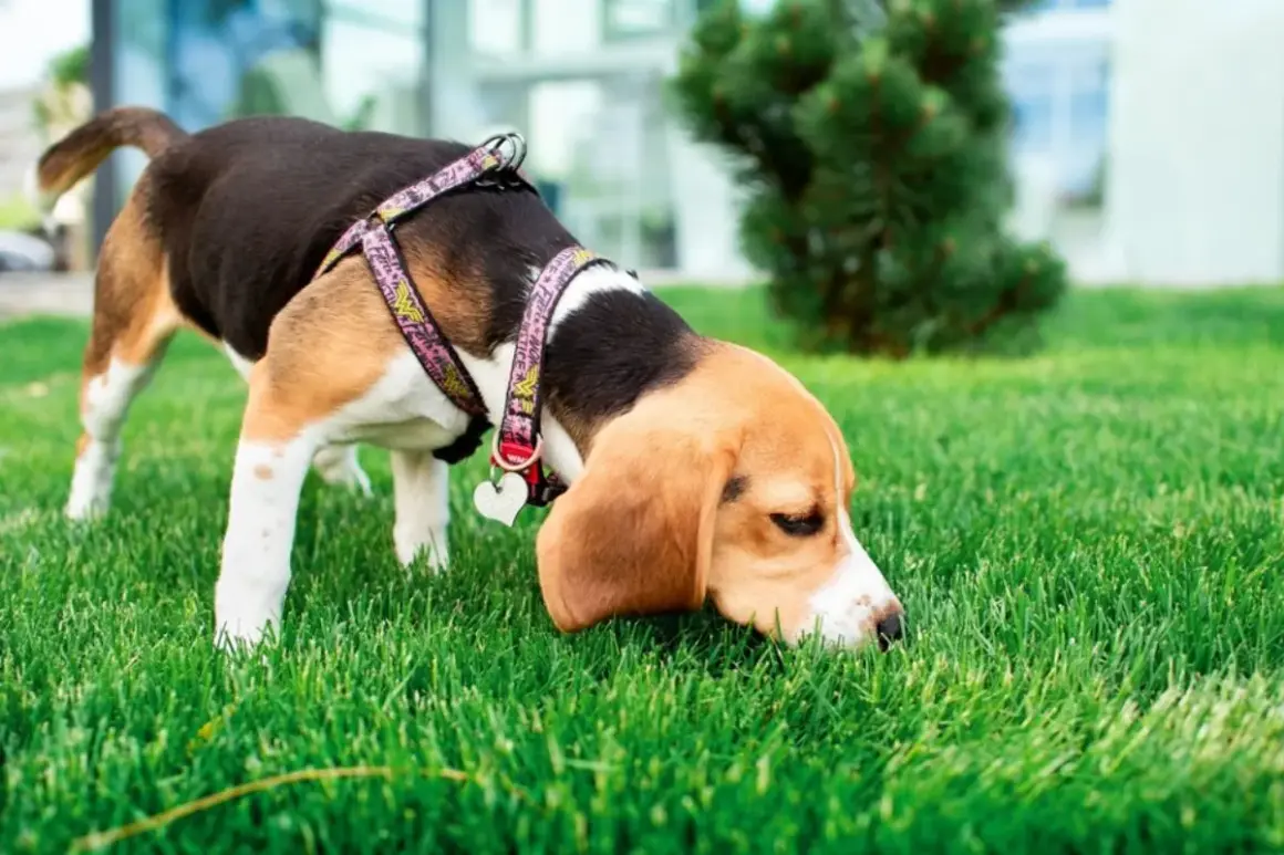 Pies beagle w szelkach Wonder Woman wącha trawę. Czy to koprofilia, co to znaczy? Pies bada otoczenie.