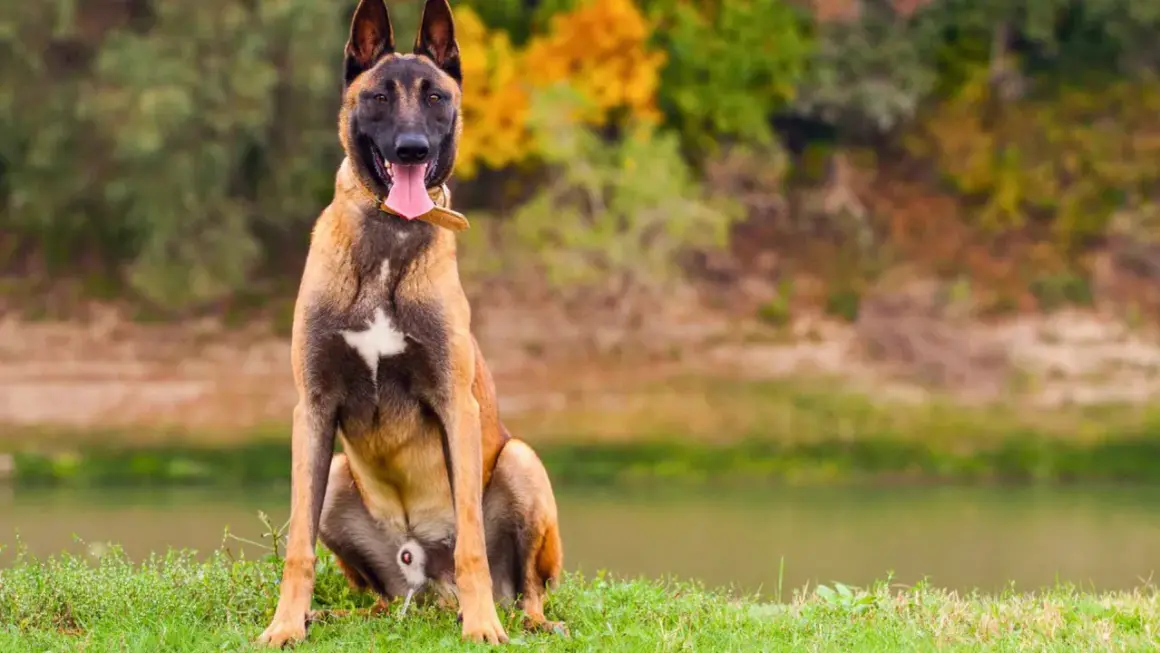 Un majestuoso malinois perro sentado en la hierba, con la lengua fuera y el fondo de un lago y árboles otoñales.