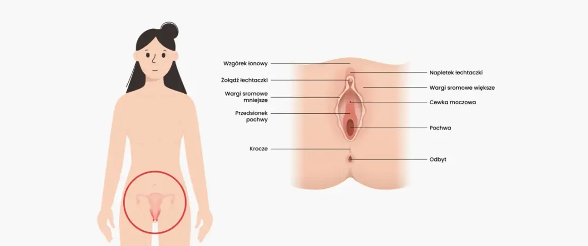 Ilustracja anatomiczna przedstawia zewnętrzne narządy płciowe kobiety, w tym pochwę, łechtaczkę i wargi sromowe.