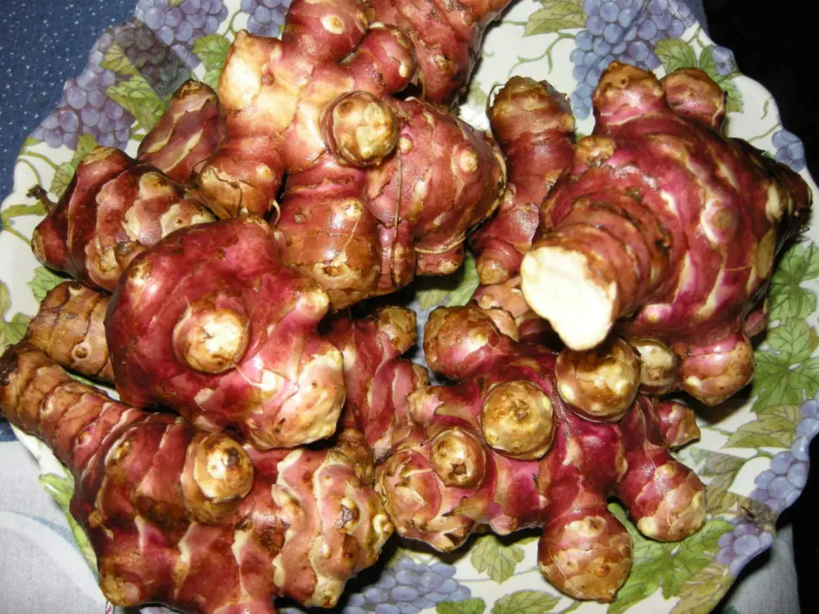 Topinambur appena raccolti, con la loro buccia rossastra e nodosa, pronti per essere cucinati.
