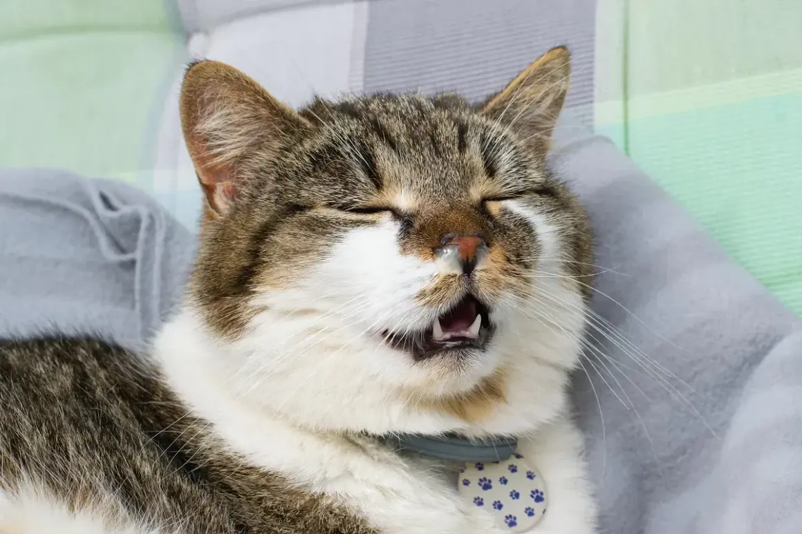 Un chat tigré bâille, le nez un peu humide, prêt à faire un gros pif.