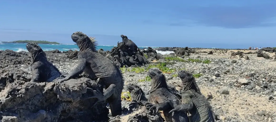Galapagos wycieczka cena: morskie legwany wygrzewają się na skałach, w tle ocean i wyspy. Niezapomniane wrażenia z podróży.