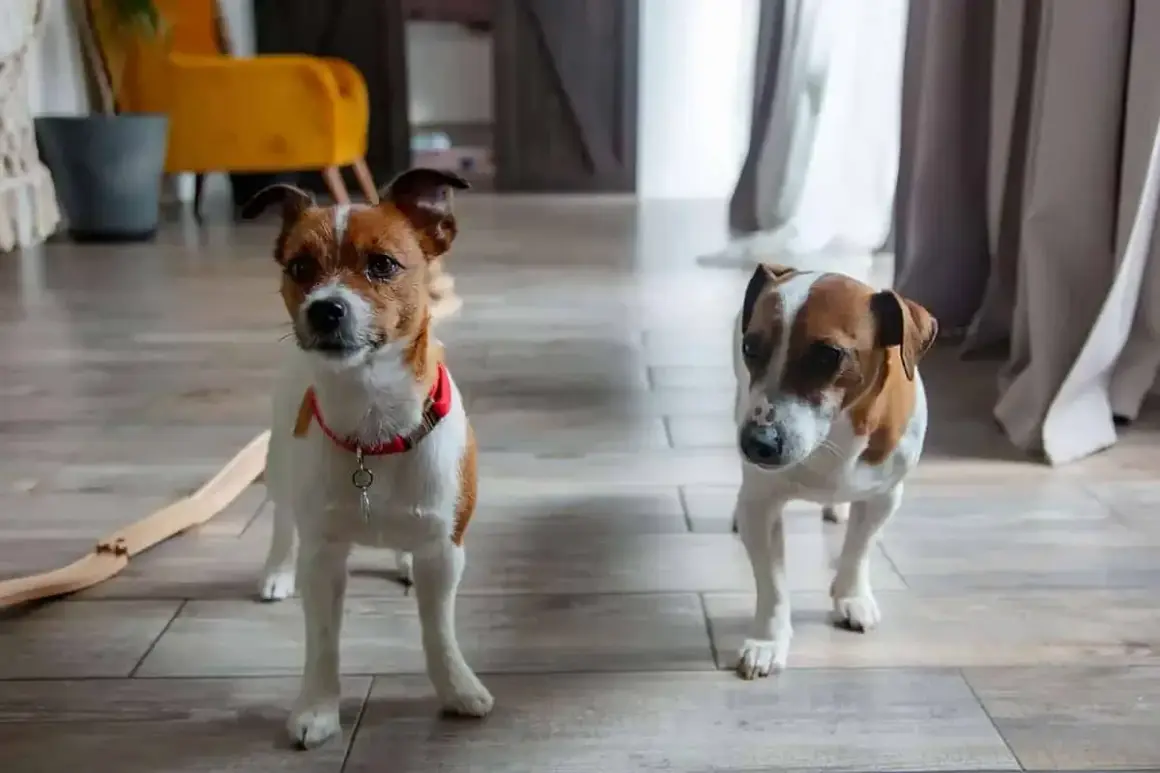 Dwa psy rasy jack russell terrier. Ich wady to nadmierna energia i potrzeba uwagi, ale ich urok rekompensuje wszystko.