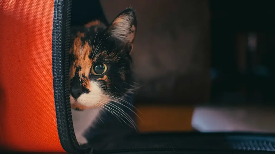 Trójkolorowy kot spogląda z pomarańczowego transportera.