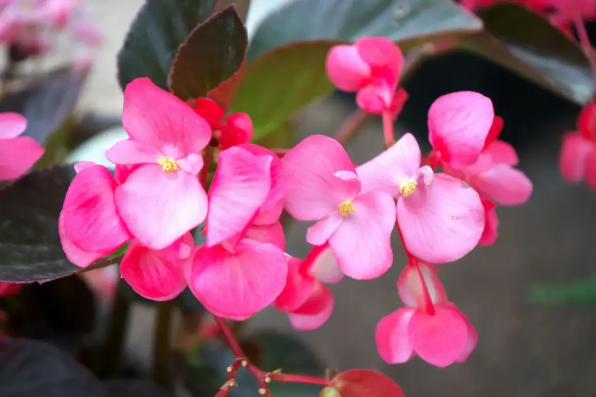 Kwitnące, różowe begonie z ciemnymi liśćmi.