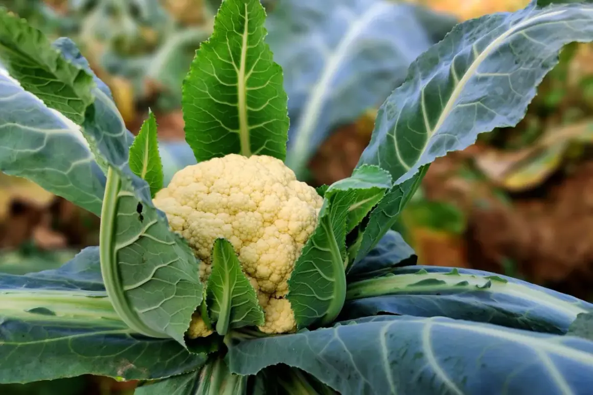 Ein blumenkohl wachstum zeitraffer zeigt, wie sich die weiße Röschenpracht inmitten grüner Blätter entfaltet.