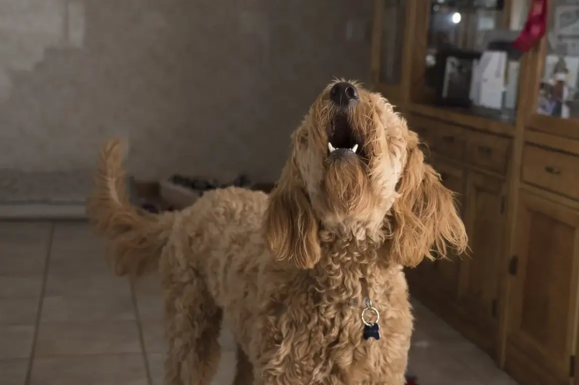 Perro lanudo marrón aúlla, quizás probando un antiladridos casero.