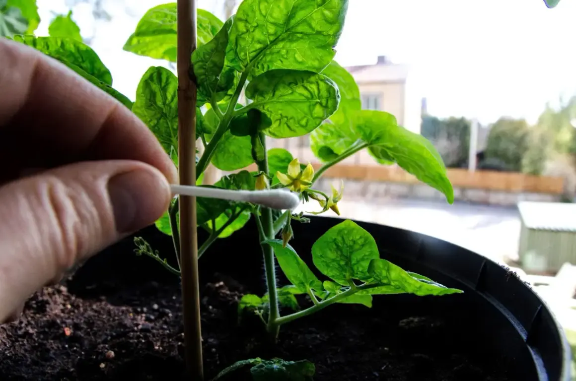 Handen hjälper till att pollinera en ung chiliplanta med en tops. Snart är det dags att plantera chili utomhus.