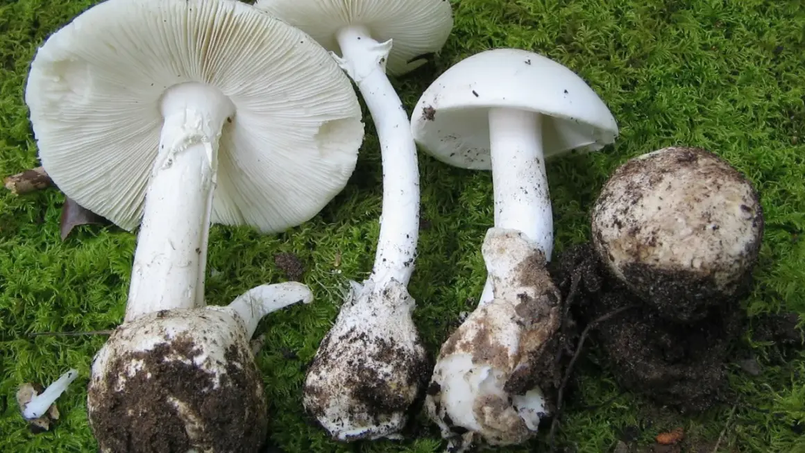 Varias setas blancas grandes, algunas con el sombrero abierto mostrando las láminas, otras cerradas y una en forma de bola, cubiertas de tierra y musgo.