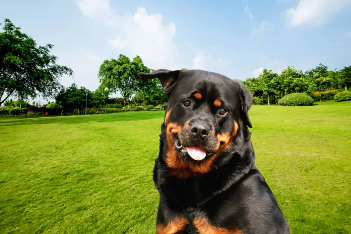 Un magnifique chien rottweiler, le regard plein de malice, profite d'une belle journée dans un parc verdoyant.