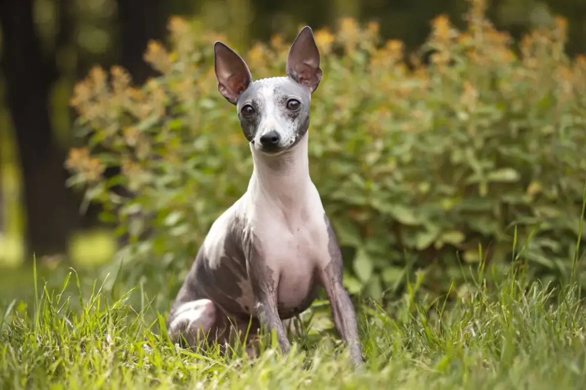 Un curioso terrier sin pelo sentado en la hierba, con orejas puntiagudas y mirada atenta.