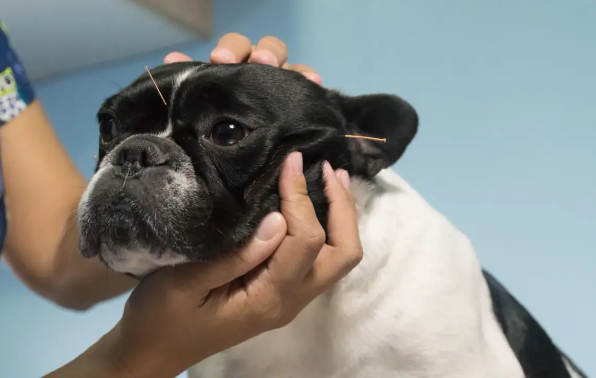 Un bulldog francés recibe acupuntura canina para aliviar su dolor.