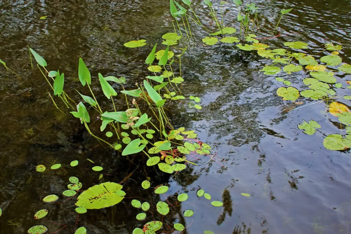 Plantes des lacs, avec des feuilles vertes flottant à la surface de l'eau sombre et ondulante.