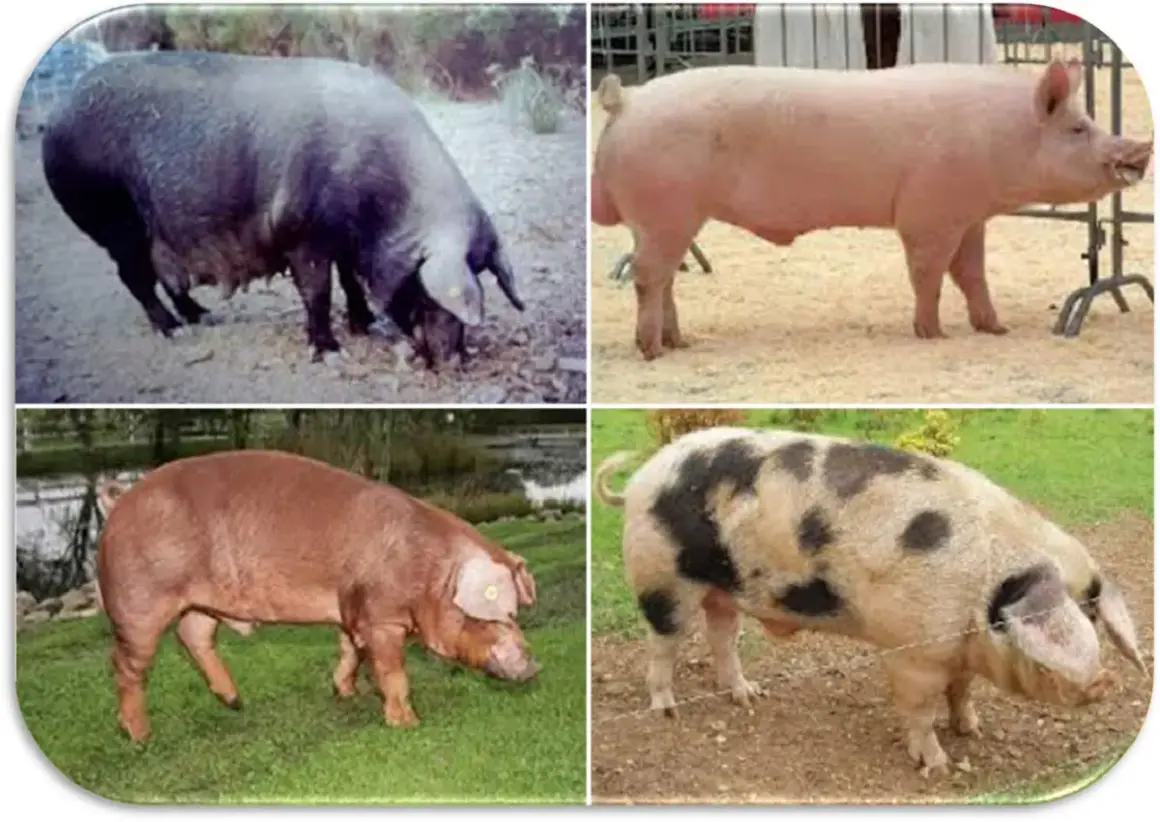 Quattro immagini di maiali di diverse razze, tra cui un maiale nero, uno rosa, uno marrone e uno pezzato, che mostrano la varietà delle razze di maiali giganti.