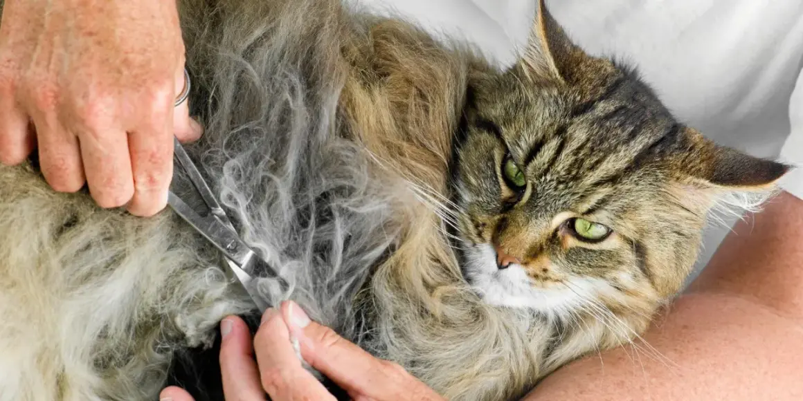 En person klipper försiktigt tovor ur en långhårig katts päls. Katten har gröna ögon och ser lugn ut.