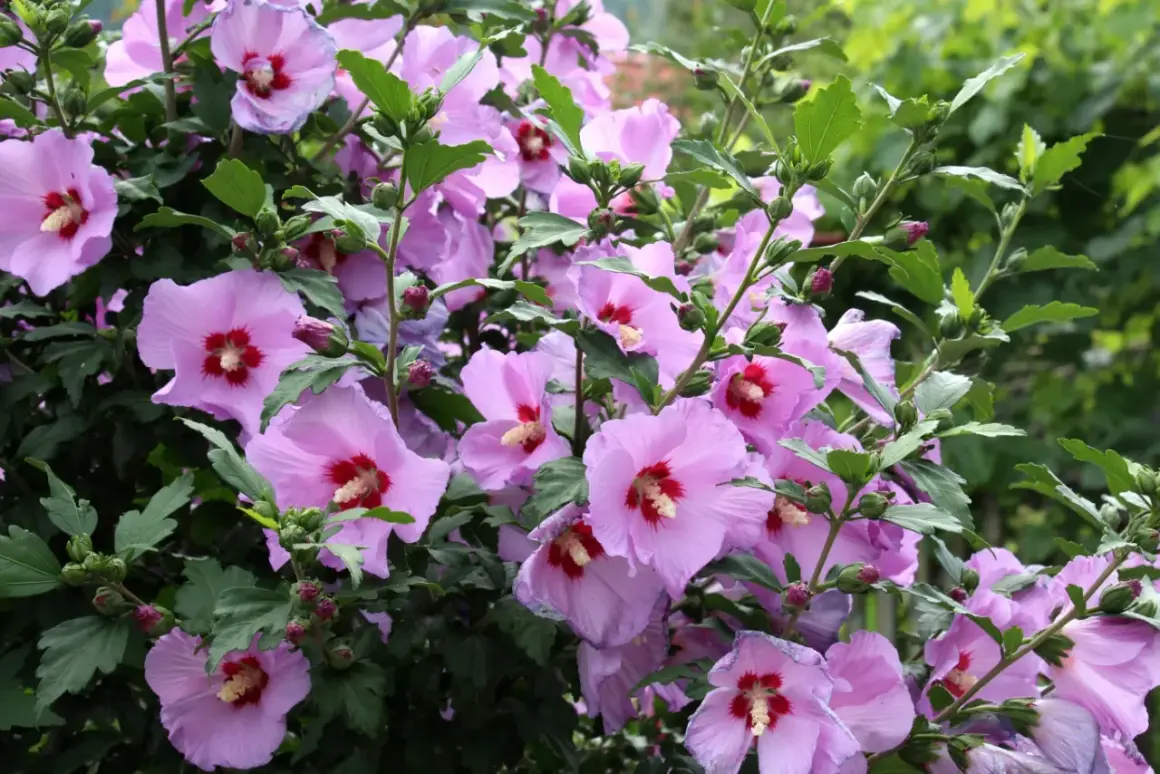 Krzew hibiskusa w pełnym rozkwicie. Piękne, jasnoróżowe kwiaty z czerwonym środkiem świadczą o tym, że hibiskus kwitnie latem.