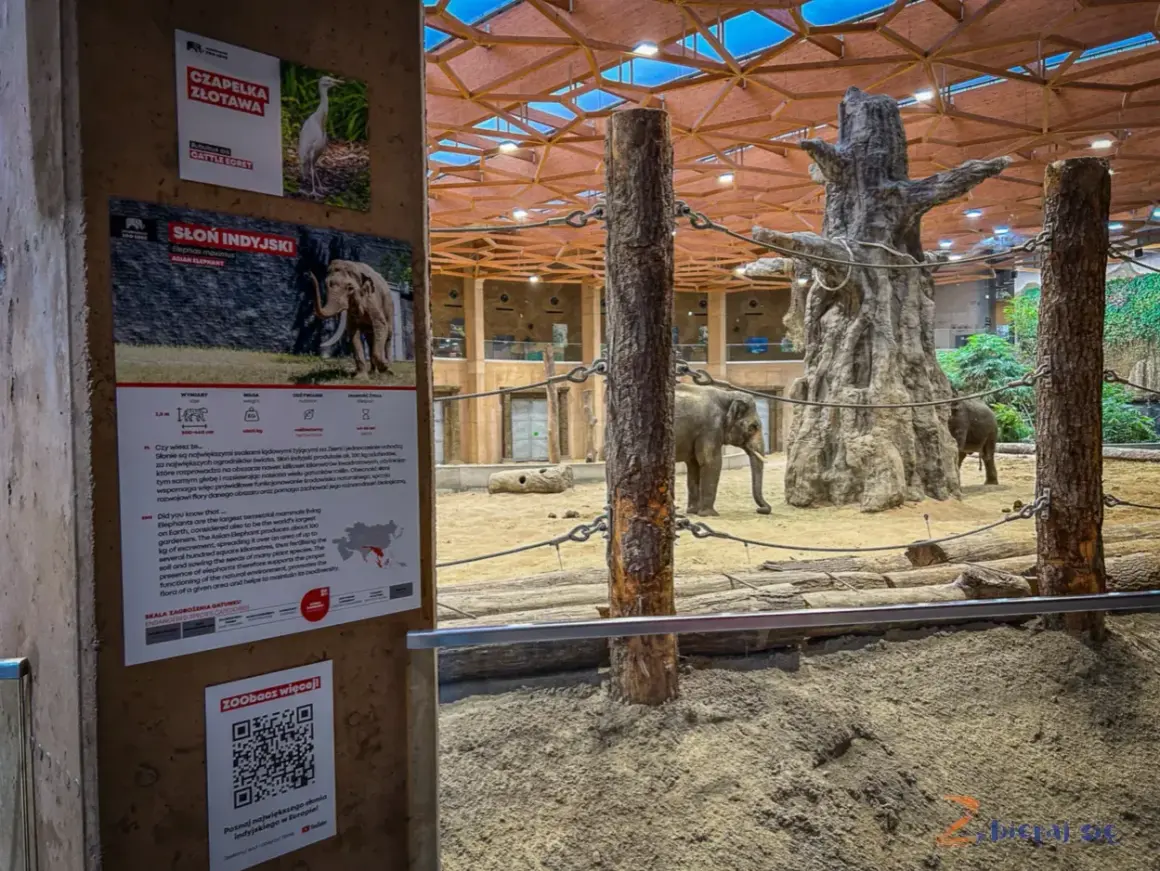 Słonie w zoo, ciekawe informacje o nich i inne atrakcje Łódź i okolice.