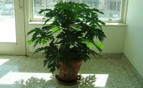 Cómo cultivar un árbol de papaya en maceta: tips y variedades efectivas