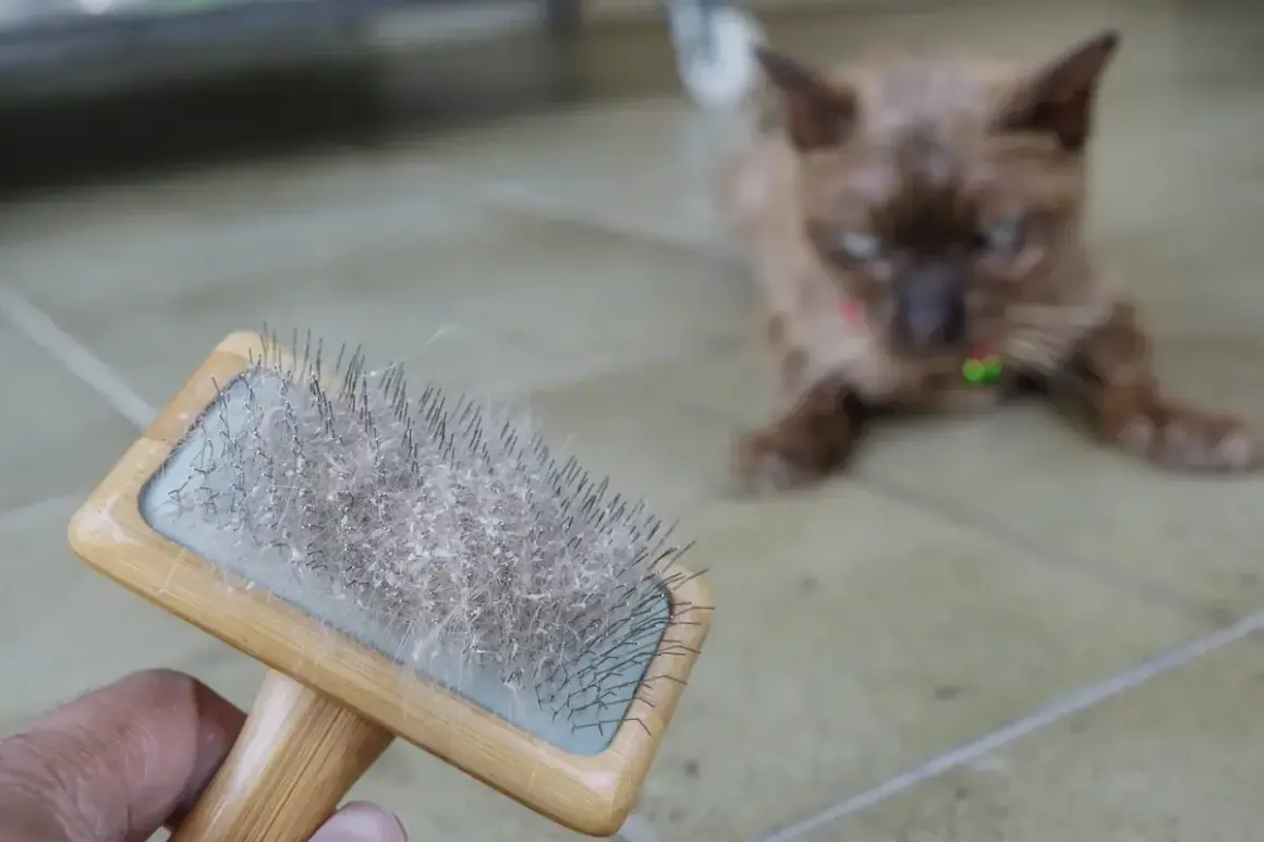 Brosse à chat pellicule blanche dos. Le chat brun est flou en arrière-plan, attendant patiemment son toilettage.
