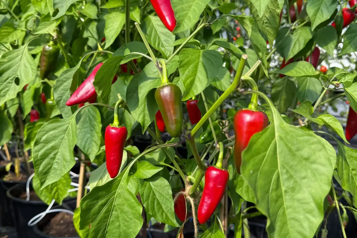 Röda och gröna chilipeppar, som chili espelette, hänger mogna på en buske i ett växthus.