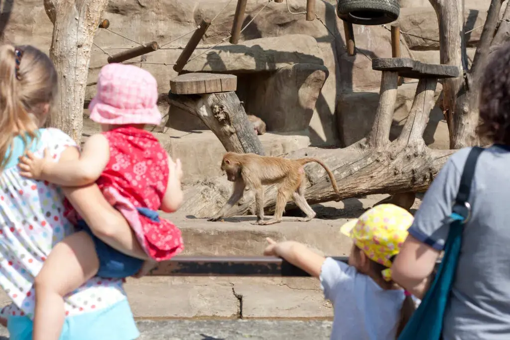 Gdzie do zoo z dzieckiem? Odkryj najlepsze miejsca w Polsce