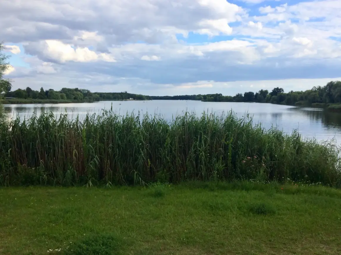 Spokojny dzień nad jeziorem, z gęstym **budzyń**em przy brzegu i chmurami na niebie.