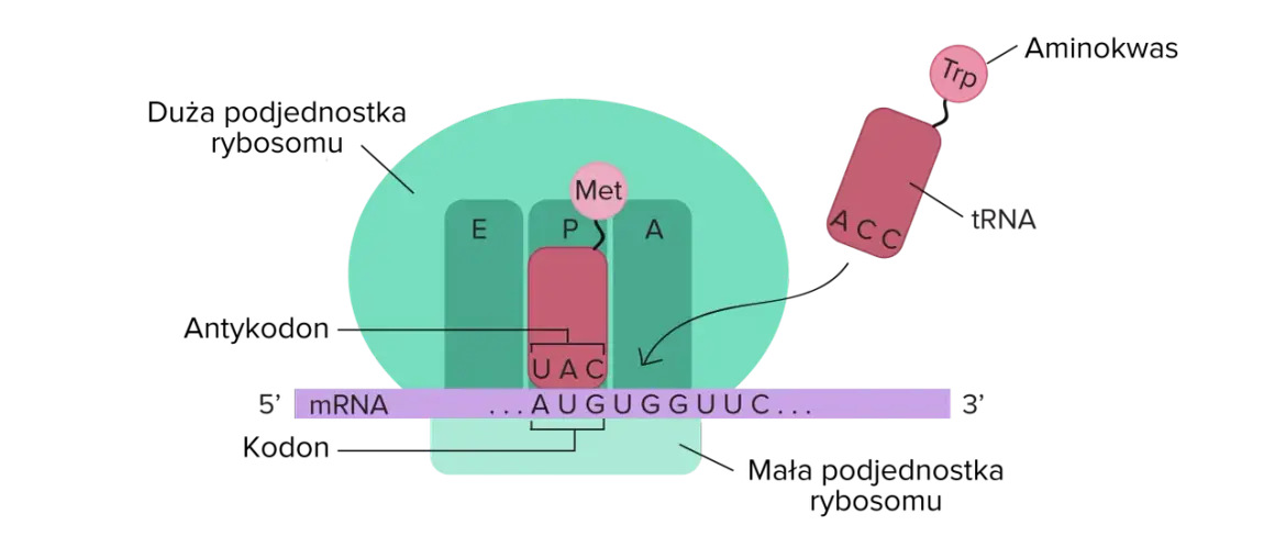 Proces translacji: rybosom odczytuje mRNA, tRNA z tryptofanem (Trp) dopasowuje się do kodonu.