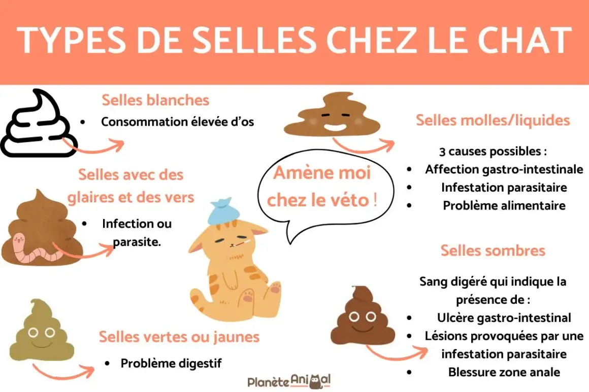 Selles sombres chez le chat : sang digéré, ulcère, infestation parasitaire ou blessure anale. Amène ton chat chez le vétérinaire !