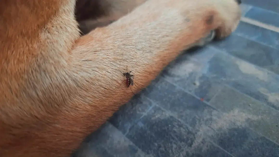 Mosquito succionando sangre de la pata de un perro, un ejemplo de los tipos de picaduras en perros.