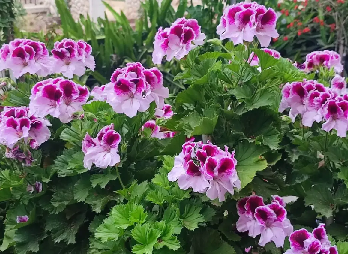 Kwitnące pelargonie, które wyglądają jakby były odżywione domowym nawozem.