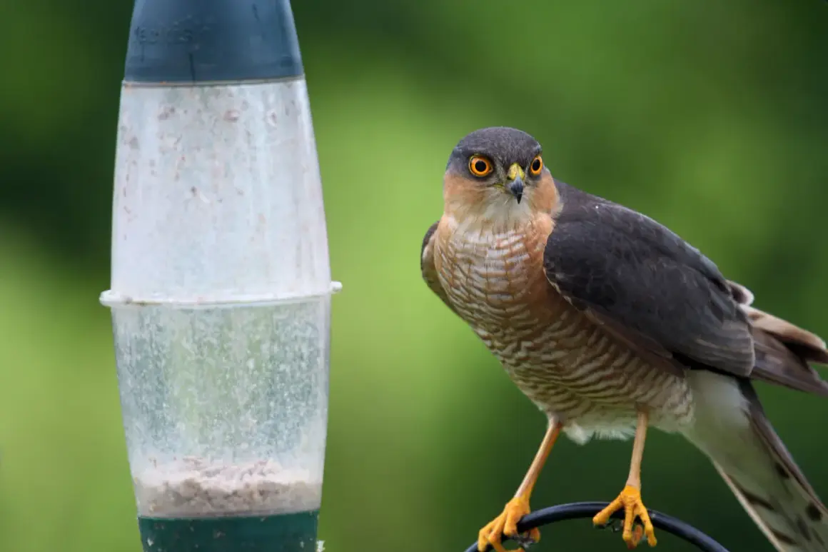 Un épervier aux yeux perçants près d'une mangeoire. Pour savoir comment faire fuir un épervier, observez sa technique de chasse.