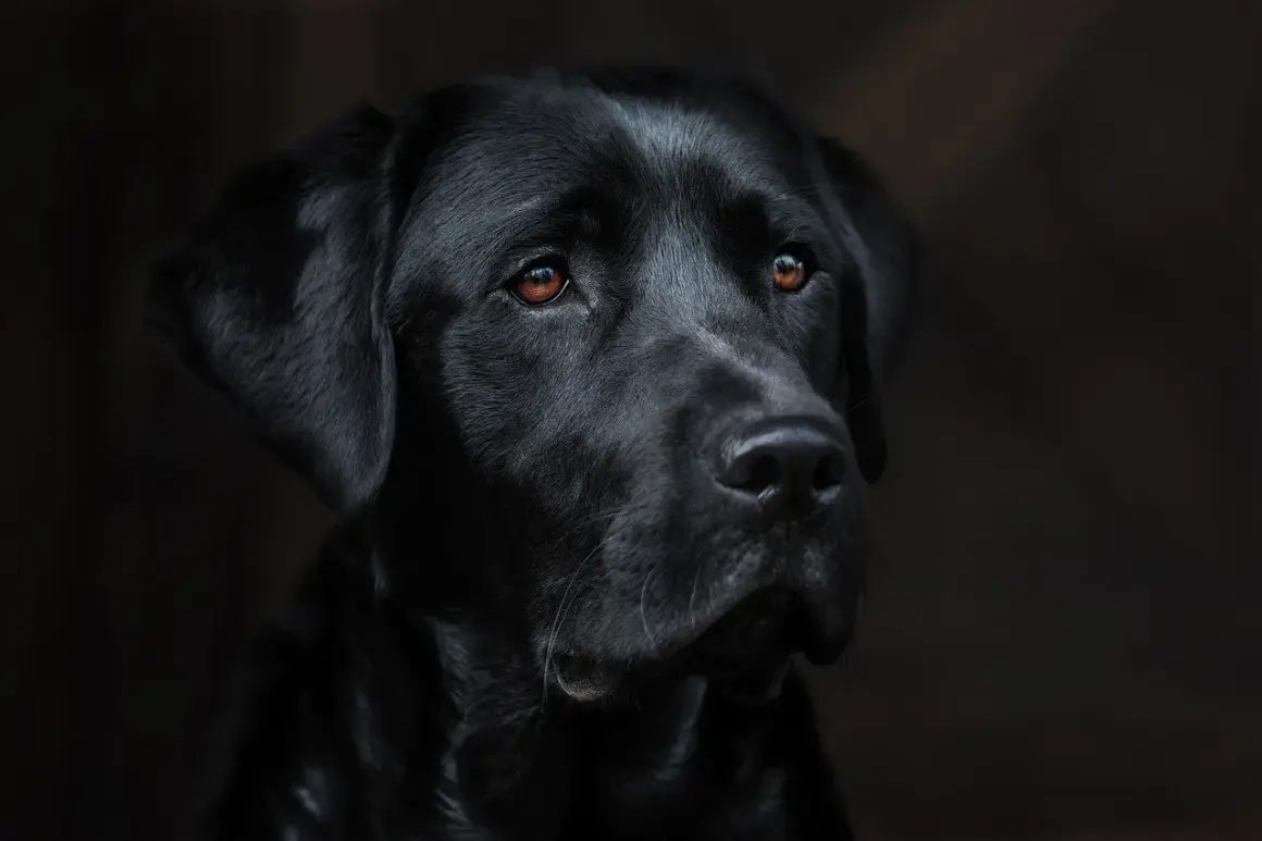 Portret czarnego labradora z brązowymi oczami na ciemnym tle.
