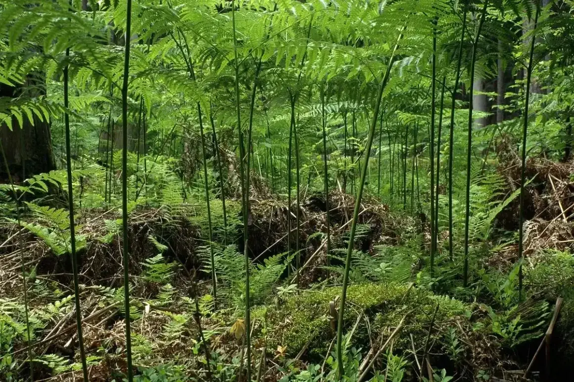Gęsty las paproci, gdzie każdy liść przypomina legendarny kwiat paproci. Zielona dżungla pełna życia.