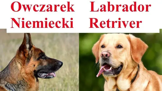 Owczarek niemiecki suczka czy pies - który wybór jest lepszy dla Ciebie?
