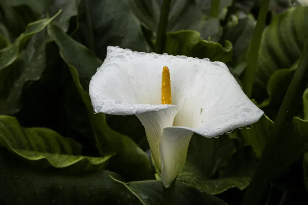 Cuándo plantar las calas para asegurar su crecimiento saludable