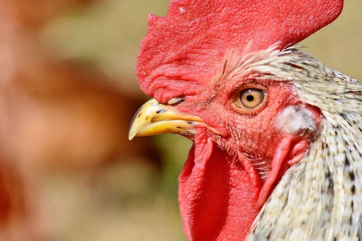 Nahaufnahme eines Hahns mit rotem Kamm. Achten Sie auf Anzeichen von Vogelgrippe bei Hühnern, wie z.B. Lethargie oder Atemprobleme.