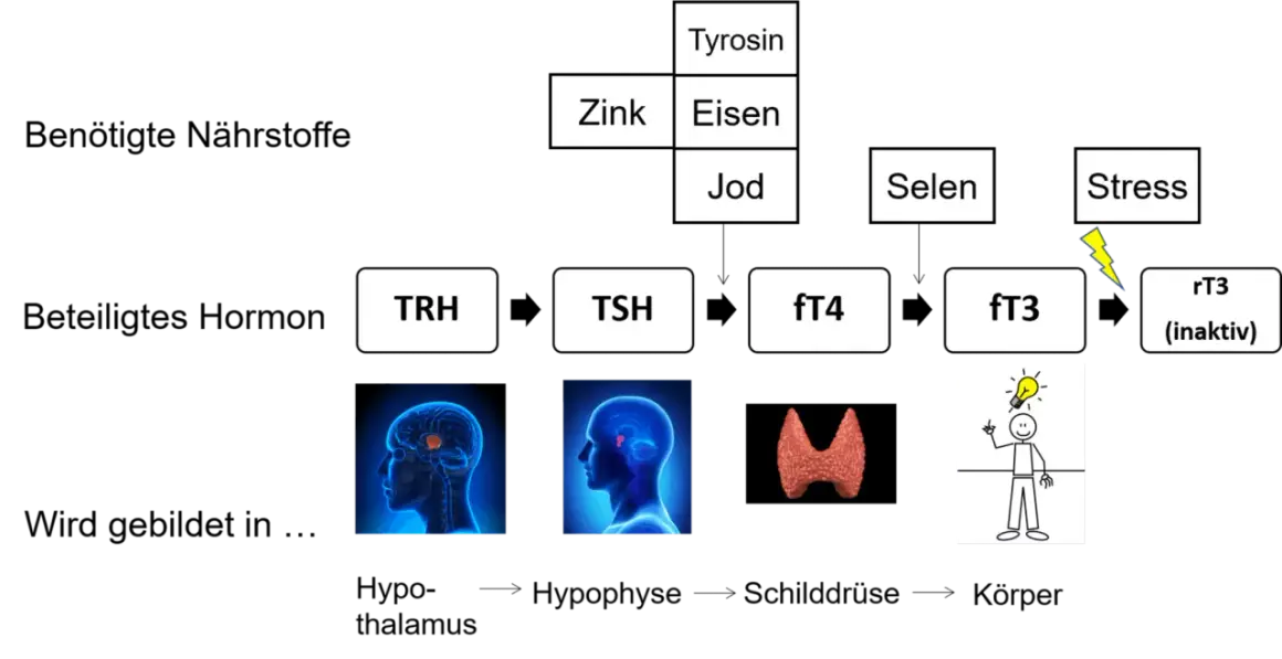 Schema zur Schilddrüsenhormonproduktion: TRH, TSH, fT4, fT3, rT3. Benötigte Nährstoffe wie Jod, Selen, Zink, Eisen, Tyrosin. Stress beeinflusst den calcitonin wert.