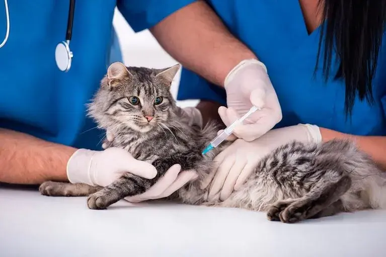 Veterinario en Yuncos: Encuentra la mejor atención para tu mascota
