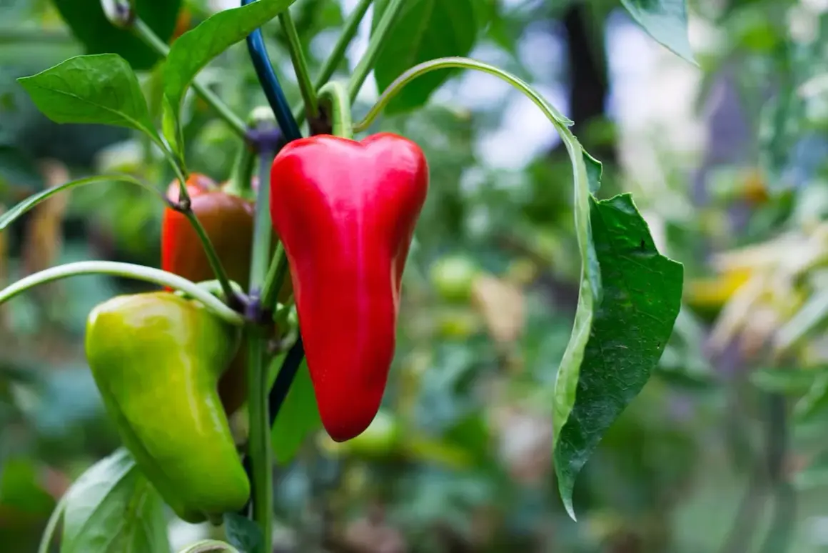 Reife rote und grüne Paprika hängen an einem Strauch. Der ideale paprika standort ist sonnig und warm.
