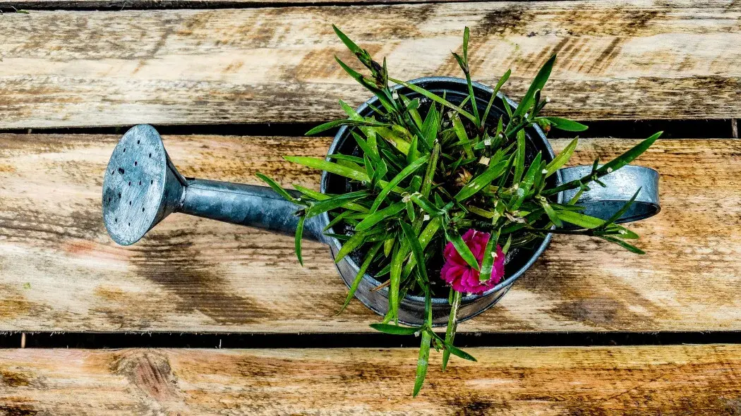 Naturalne nawozy azotowe: przepisy DIY dla bujnego ogrodu