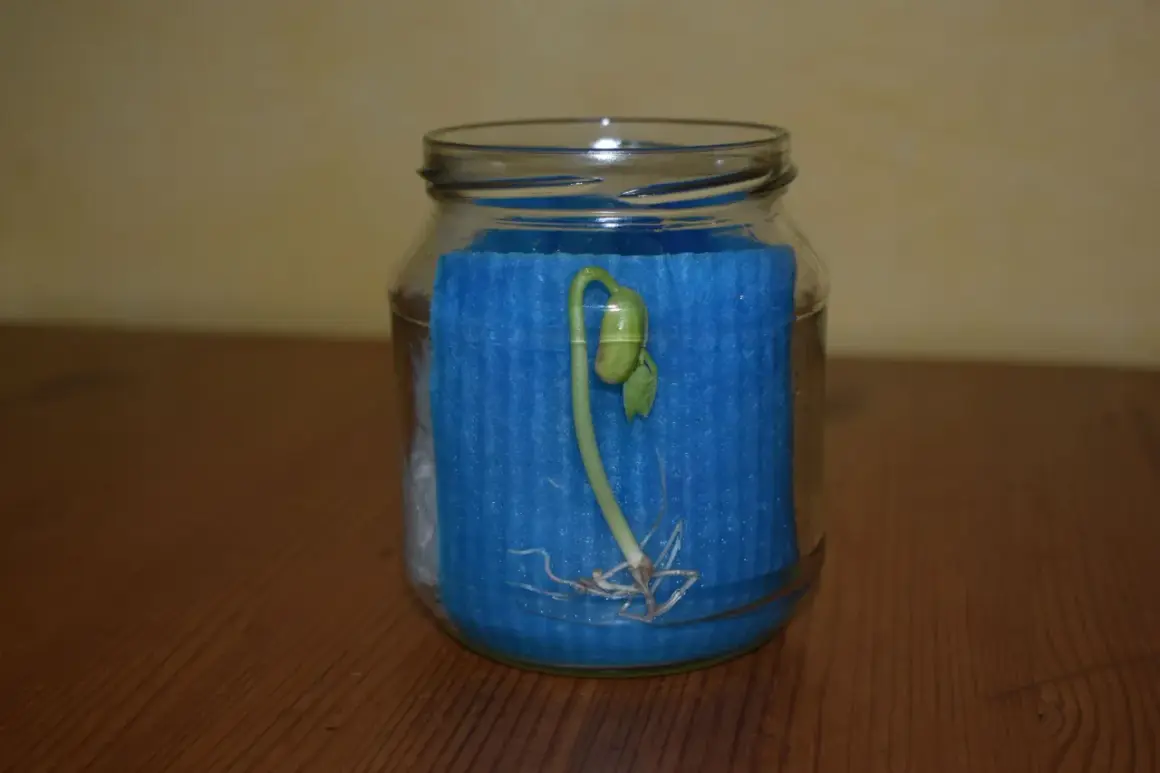 Ein grüner Keimling mit Wurzeln wächst in einem Glas, umgeben von blauem Schaumstoff. Ein schönes Beispiel, um Bohnen keimen lassen im Glas zu beobachten.