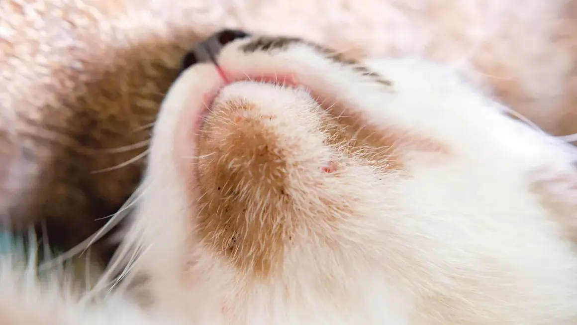 Primer plano del mentón de un gato con signos de acné felino, mostrando pequeños puntos rojos y negros entre su pelaje.