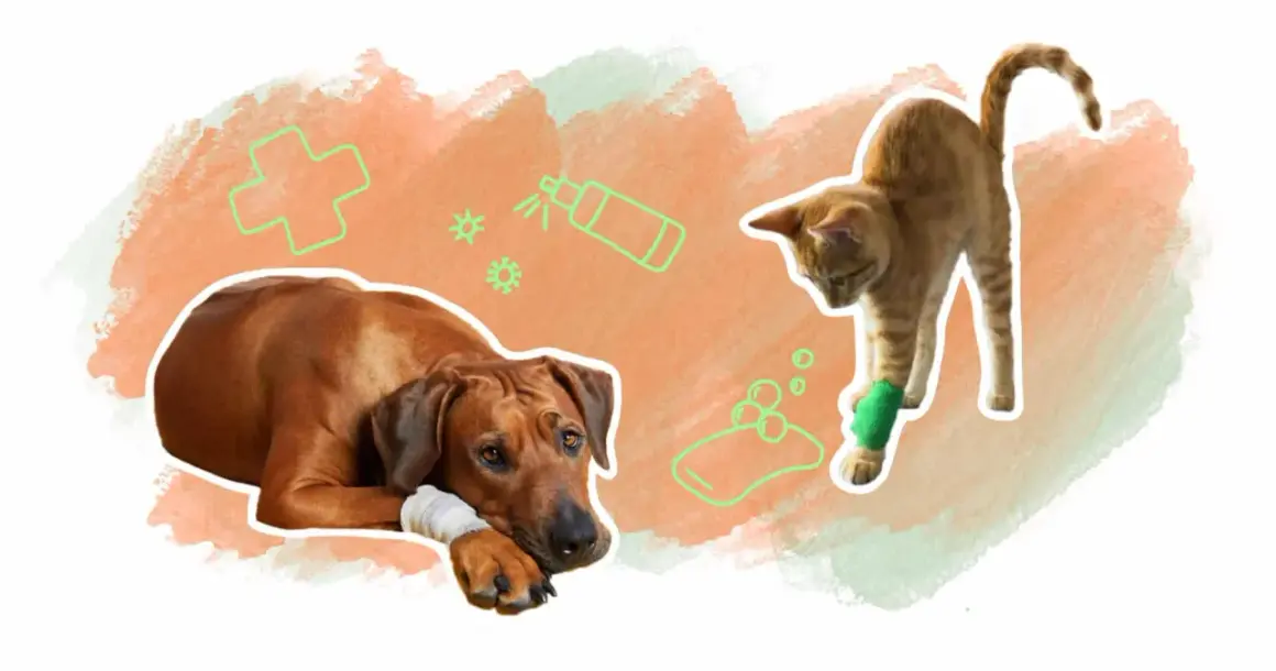 Un chien et un chat blessés, avec des icônes de soins vétérinaires. Savoir avec quoi désinfecter plaie chat est essentiel pour leur guérison.
